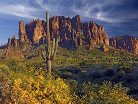 Lost Dutchman flowers by Mike Jones Photo art print