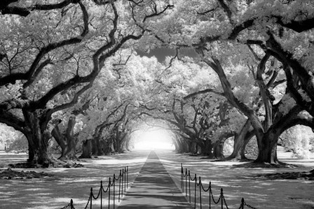 Oak Alley inf CHECK!!!!! by Mike Jones Photo art print