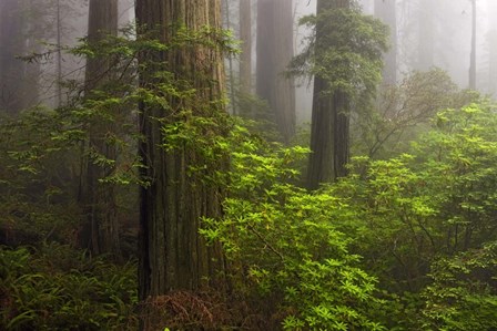 Redwoods Fog by Mike Jones Photo art print