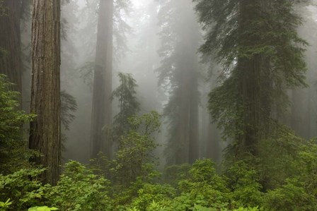 Redwoods NP Fog by Mike Jones Photo art print