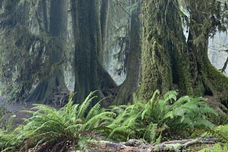 Washington Olympic NP Foggy Ferns by Mike Jones Photo art print
