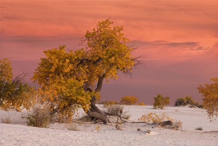 White Sands Yellow Tree by Mike Jones Photo art print