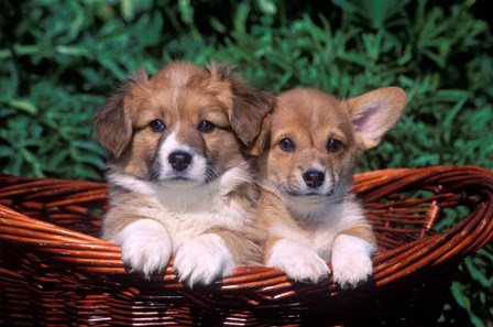 Two Welsh Corgi Puppies In Basket by Vintage PI art print