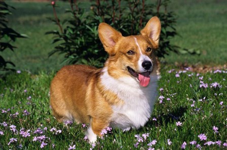 Welsh Pembroke Corgi Sitting In Grass by Vintage PI art print