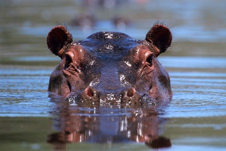 Hippopotamus Amphibius Peering Out From Water by Vintage PI art print