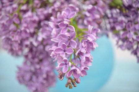 Lilacs in Blue Vase I by Cora Niele art print