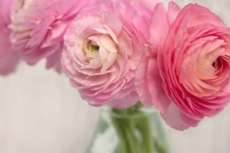 Pink Buttercups in Glass II by Cora Niele art print