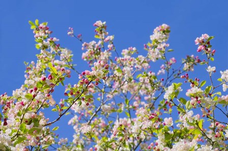 Spring Apple Blossom by Cora Niele art print