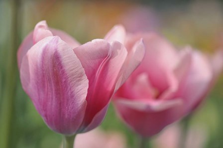 Tulip Flower Pink Mirella by Cora Niele art print