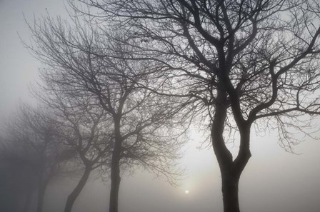 Hazy Dawn with Tree Tree Silhouettes B&amp;W by Cora Niele art print