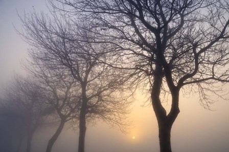 Hazy Sunrise with Tree Tree Silhouettes by Cora Niele art print