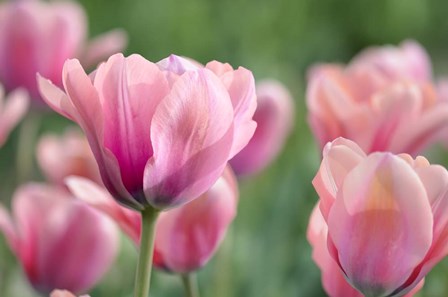 Pink Tulips by Cora Niele art print