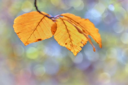 Beech Leaves by Cora Niele art print