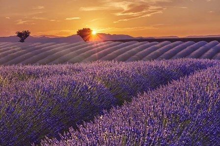 Lavender Field at Sunset by Cora Niele art print
