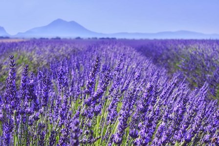 Lavender Field Close Up by Cora Niele art print