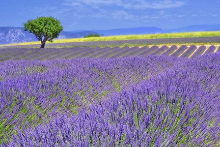Lavender Fields with Tree by Cora Niele art print