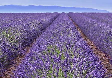 Lavender Rows by Cora Niele art print