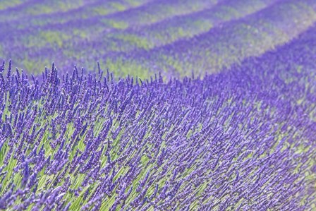 Lavender by Cora Niele art print