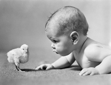 1930s Human Baby Face To Face With Baby Chick by Vintage PI art print