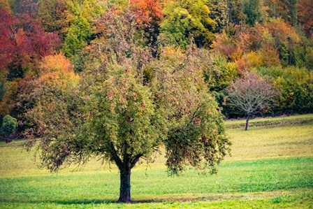 Tree in the Pasture by Ramona Murdock art print