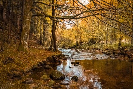 Black Forest River by Ramona Murdock art print