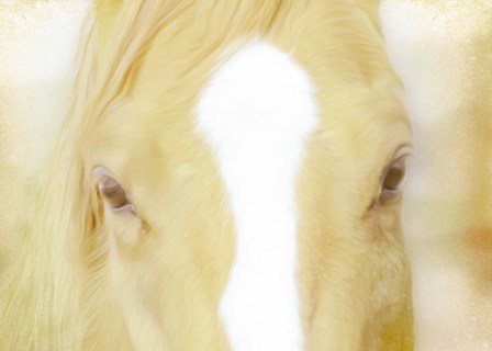 Innocent Eyes of a Horse by A.V. Art art print