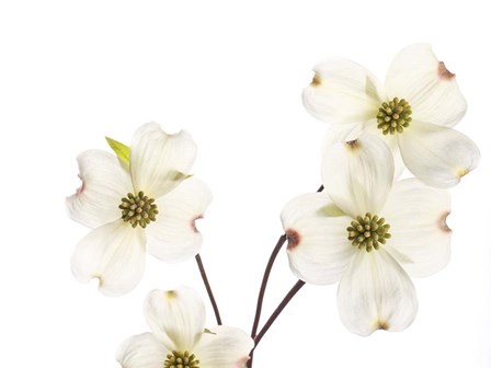 Dogwood Garland by Susan Michal art print