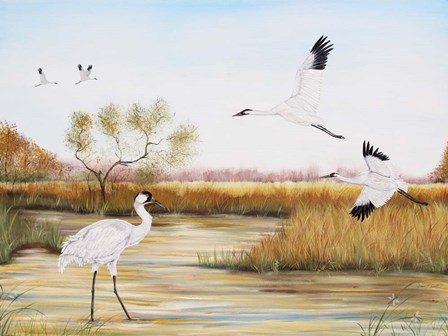 Whooping Cranes - A by Jean Plout art print