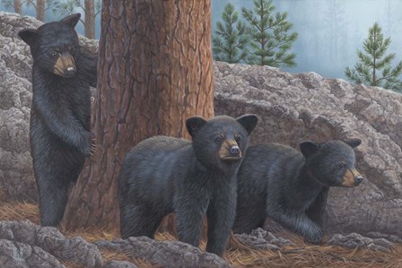Black Bear Cub Trio by Jeffrey Hoff art print