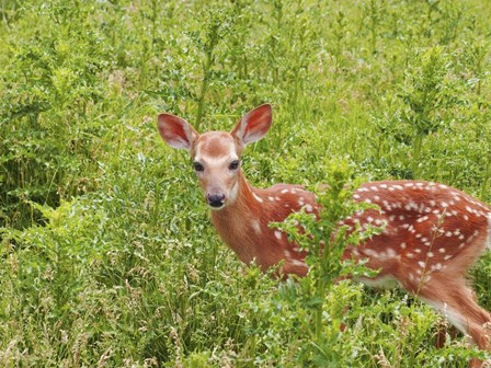 Deer by Stephanie Analah art print