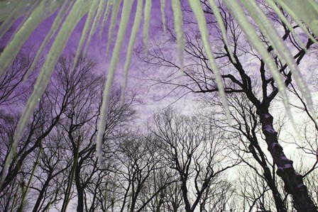 Iceicles by Stephanie Analah art print