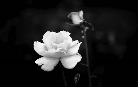 White Rose by Ata Alishahi art print