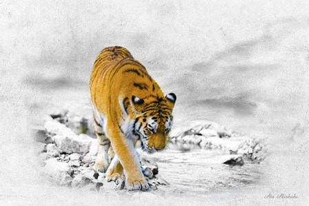 The King Tiger by Ata Alishahi art print