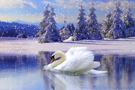 Swan Winter by Ata Alishahi art print