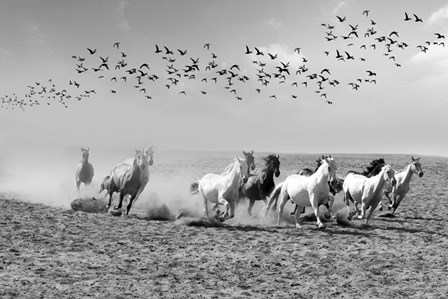 Wild Horses 2M by Ata Alishahi art print