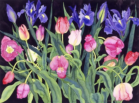 Tulips And Irises by Carissa Luminess art print