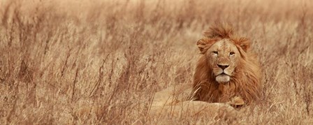 Majestic Lion by Susan Michal art print