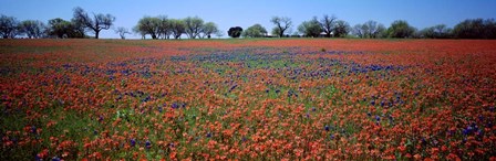 Indian Paintbrush &amp; Bluebonnets TX by Panoramic Images art print