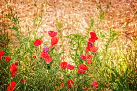 Close-up of Wilting Poppies by Panoramic Images art print
