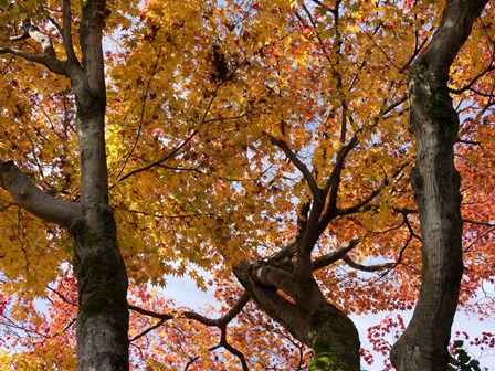 Fall Leaves on Maple Tree, Japan by Panoramic Images art print