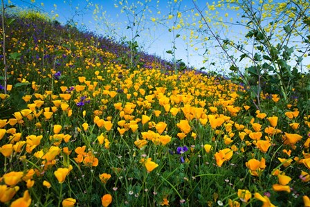California Poppies and Canterbury Bells in a Field, Diamond Valley Lake, California by Panoramic Images art print