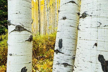 Detail of Aspen Tree, Colorado by Panoramic Images art print