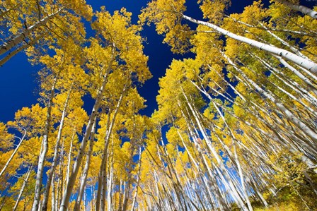 Aspen Tree Tops in Maroon Bells, Aspen, Colorado by Panoramic Images art print