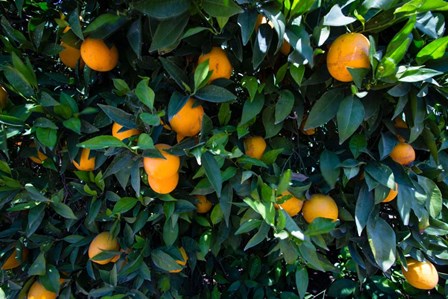 Oranges Growing on a Tree, California by Panoramic Images art print