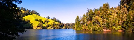 Trees at Lakeshore, Lake Lagunitas, California by Panoramic Images art print