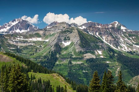 Trees on a Mountain, Crested Butte, Colorado by Panoramic Images art print