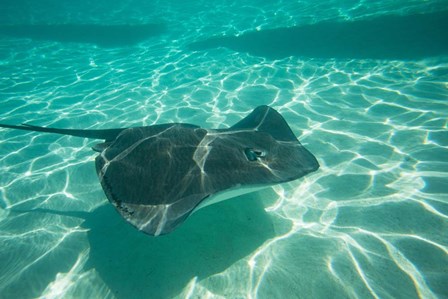 Stingray in the Pacific Ocean, Moorea, Tahiti, French Polynesia by Panoramic Images art print
