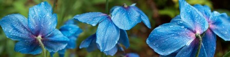 Close-up of Himalayan Poppy by Panoramic Images art print