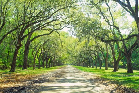 Live Oaks and Spanish Moss Wormsloe State Historic Site Savannah GA by Panoramic Images art print
