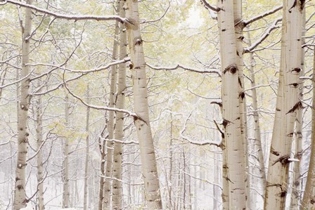Autumn Aspens With Snow, Colorado by Panoramic Images art print